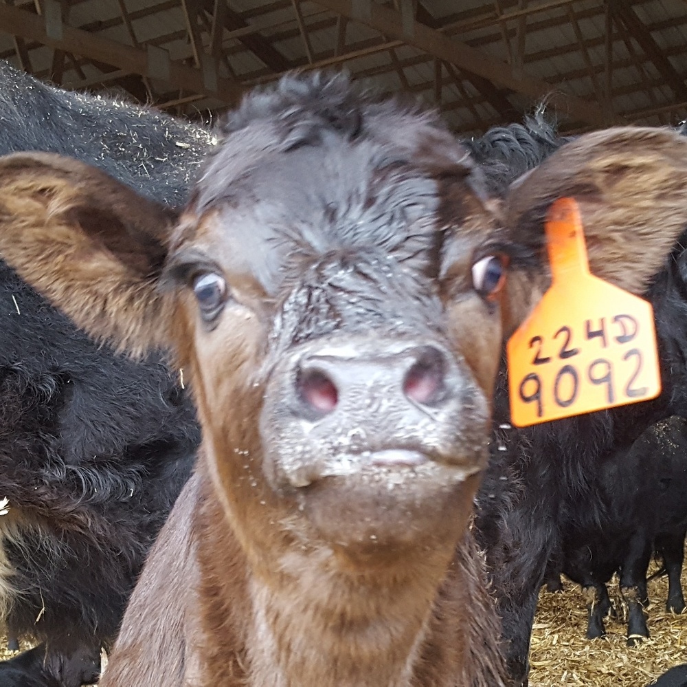 Meet your Posher, Molly